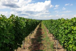 Crama Velo Natural Wine