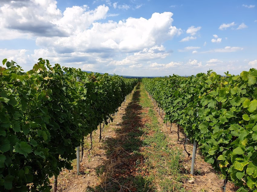 Crama Velo Natural Wine