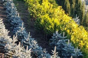 Crisan Claudiu Pavel