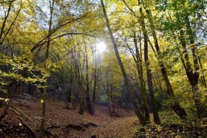 Curpenii Silvașului