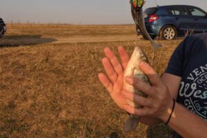 Ddm 9 International Lac Inimioară