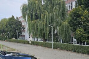 Dima Consulting Group