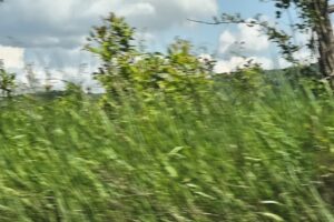 Direcţia pentru Agricultură şi Dezvoltare Rurală