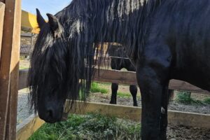 Domeniul Cailor Bucovina