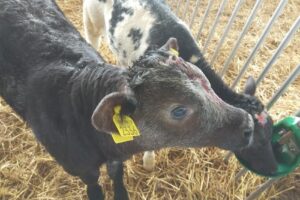 Dutch Trading International