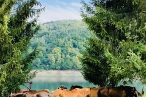 El Camino Poiana Marului