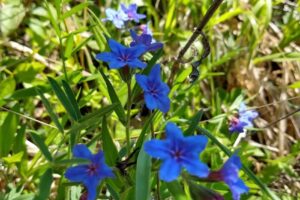 Expoziție Etnografică CeruBăcăinți