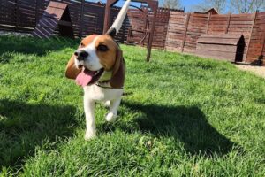 Fabiss Pet Residence Timisoara