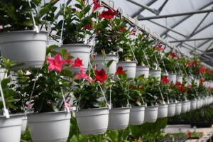 Fabrica de Flori Natura