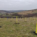 Fânaţele Căpuşului