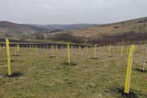 Fânaţele Căpuşului