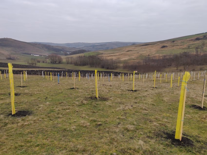 Fânaţele Căpuşului