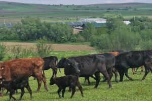 Ferma Angus si abator Balaceana