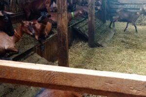 Ferma Căprița Fericită