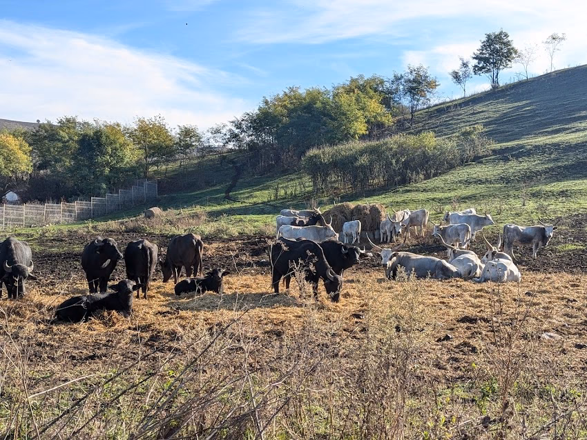 Ferma Cojocna Usamv Cn