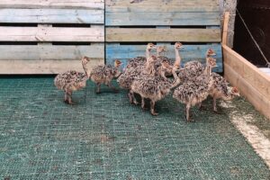 Ferma cu struți Întorsura Buzăului