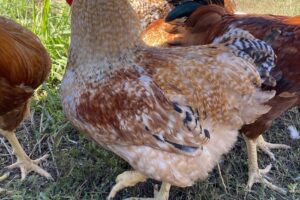 Ferma Curcanul Vesel