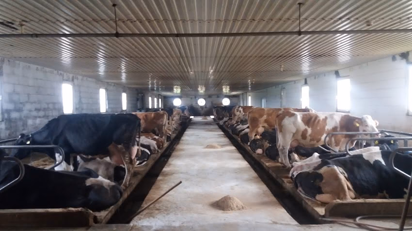 Ferma DaniCost Liteni