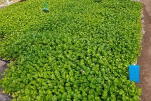 Ferma De Legume Cristorel