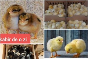 Ferma de Pui Agricola Ulmeni Srl