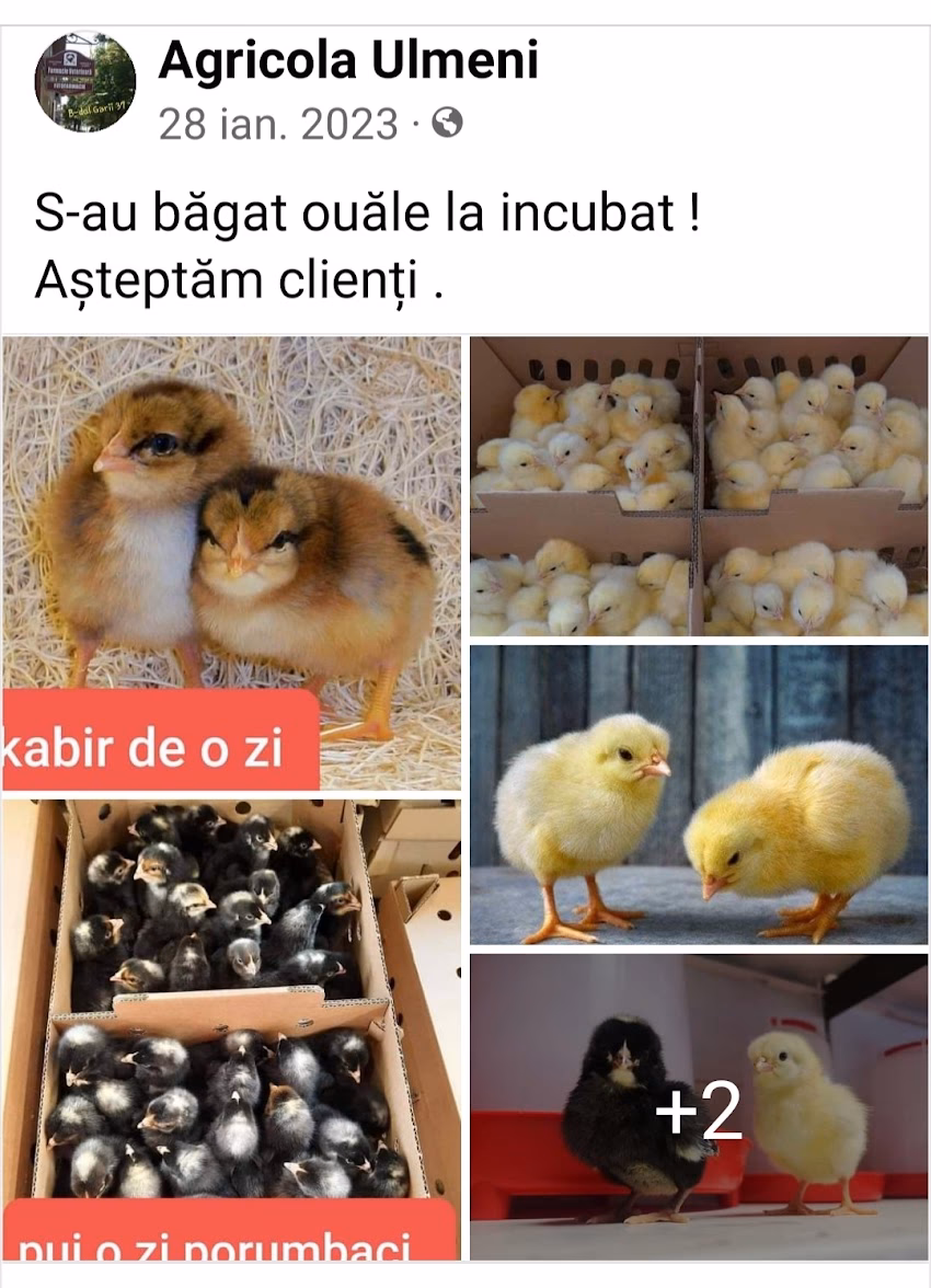 Ferma de Pui Agricola Ulmeni Srl