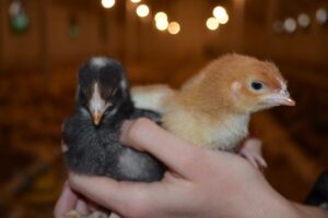 Ferma de pui Mehedinta