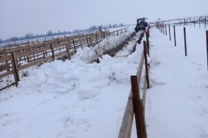Ferma de struti cochirleanca