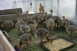 Ferma de struti Tinca