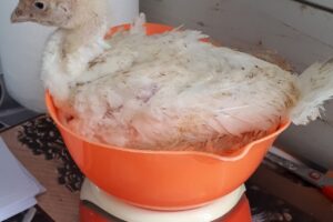 Ferma Nicolae Fermă pui Curtisoara