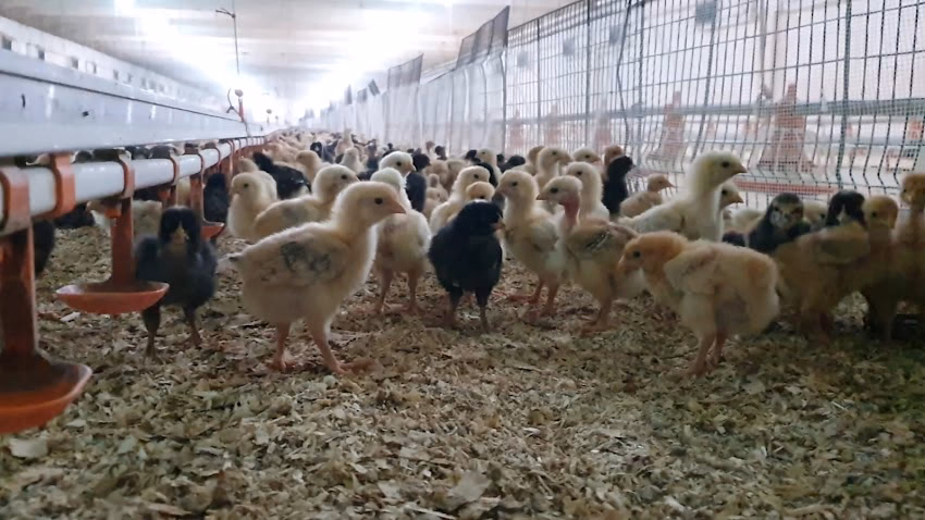 Ferma Pasari Nicolae Balcescu