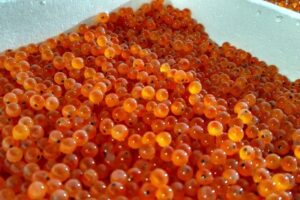 FermaPăstrăvăria Sfăraș