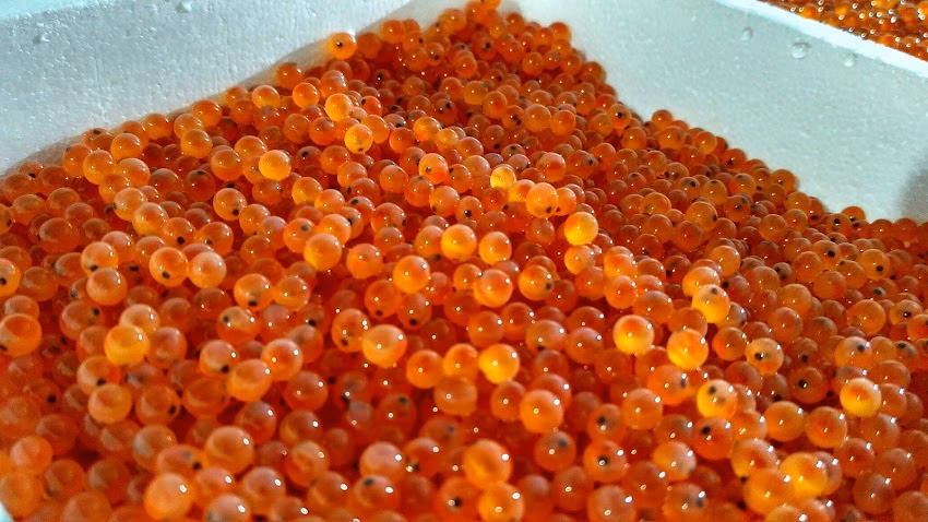 FermaPăstrăvăria Sfăraș