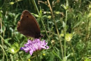 Fosta unitate militară Gherghița