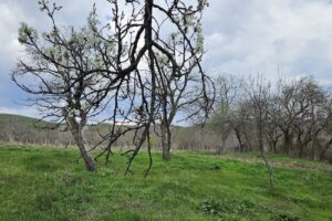 Funduri Murgești România