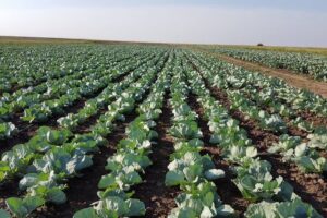 Gheorghe Doja Cooperativa Agricola