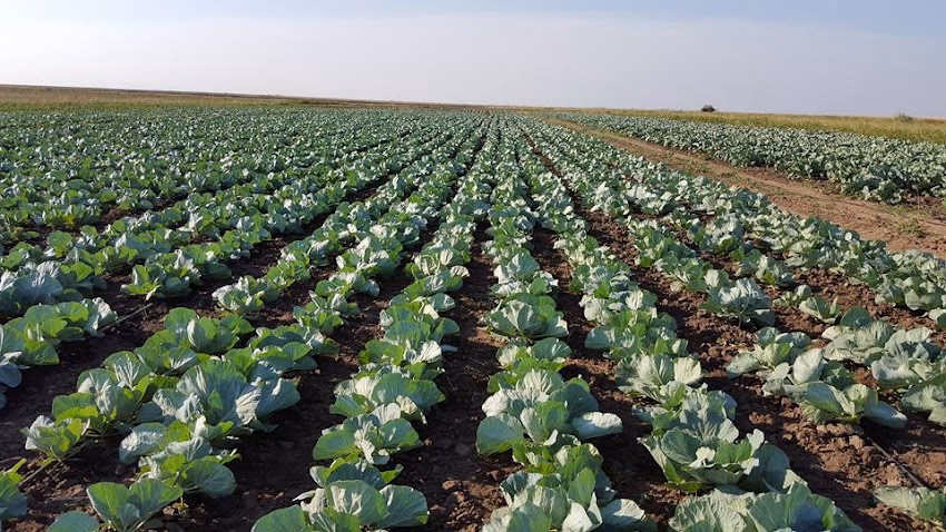 Gheorghe Doja Cooperativa Agricola