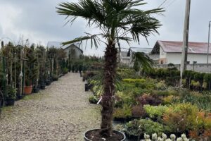 Giardini e Fiori Osorhei Plante Ornamentale Oradea