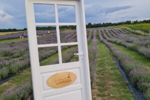 Grădina de Lavandă