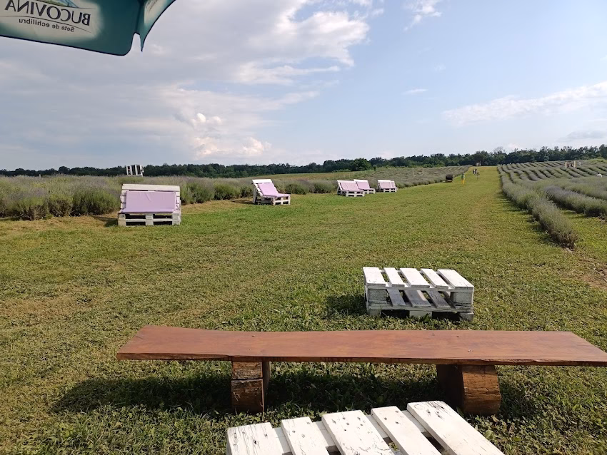 Grădina de Lavandă