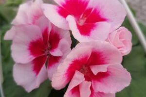 Grădina din Bălata