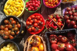 Grădina din Bogdănița