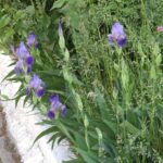 Grădinița cu Program Prelungit