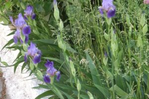 Grădinița cu Program Prelungit