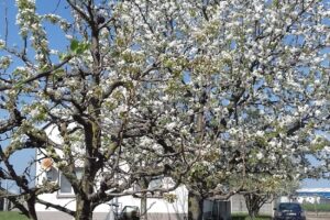 Hanes Global Supply Chain Romania srl