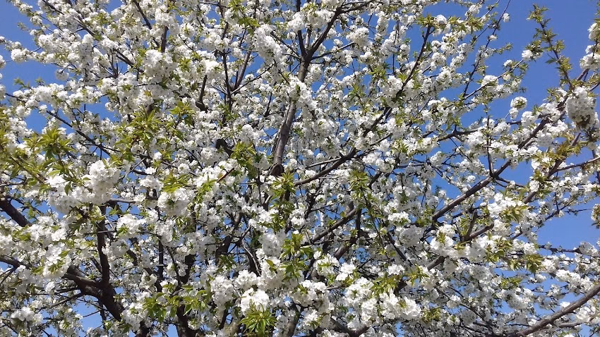 Hanes Global Supply Chain Romania srl