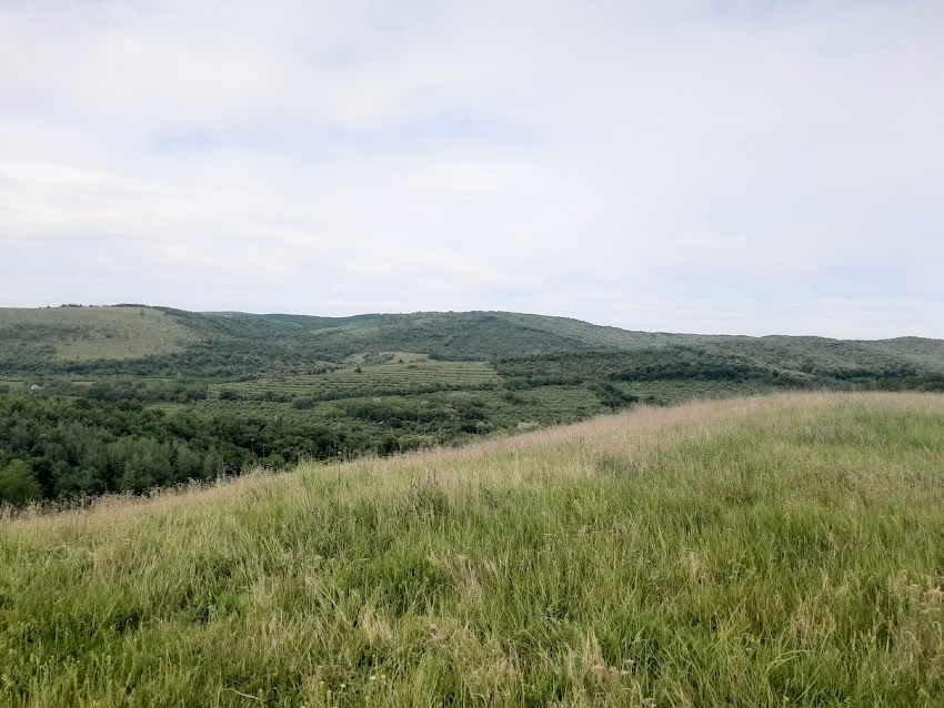 Homești