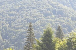 Hotel Green Palace Restaurant Green Grill