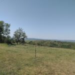 Icușeni