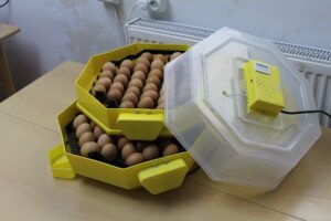 Ipee Amiral Trading Impex Sa