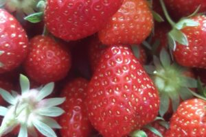 Kronstadt Fructe Srl